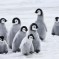 Des scientifiques disent que des milliers de poussins de manchots empereurs de l’Antarctique ont été exterminés