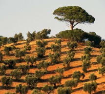 La crise de l’olivier en Italie s’intensifie à mesure de la propagation d’une maladie mortelle pour les arbres