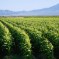 La Californie interdit un pesticide largement utilisé et lié à des lésions cérébrales chez les enfants