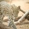 Les léopards tentent de s’accoupler naturellement dans le zoo de Téhéran pour la première fois