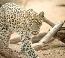 Les léopards tentent de s’accoupler naturellement dans le zoo de Téhéran pour la première fois