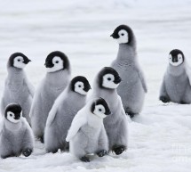 Des scientifiques disent que des milliers de poussins de manchots empereurs de l’Antarctique ont été exterminés