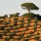La crise de l’olivier en Italie s’intensifie à mesure de la propagation d’une maladie mortelle pour les arbres