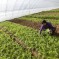 La Chine tente d’augmenter ses récoltes à l’aide de champs électriques