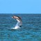 La France interdit temporairement la pêche dans le golfe de Gascogne pour protéger les dauphins.