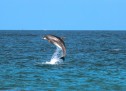 La France interdit temporairement la pêche dans le golfe de Gascogne pour protéger les dauphins.