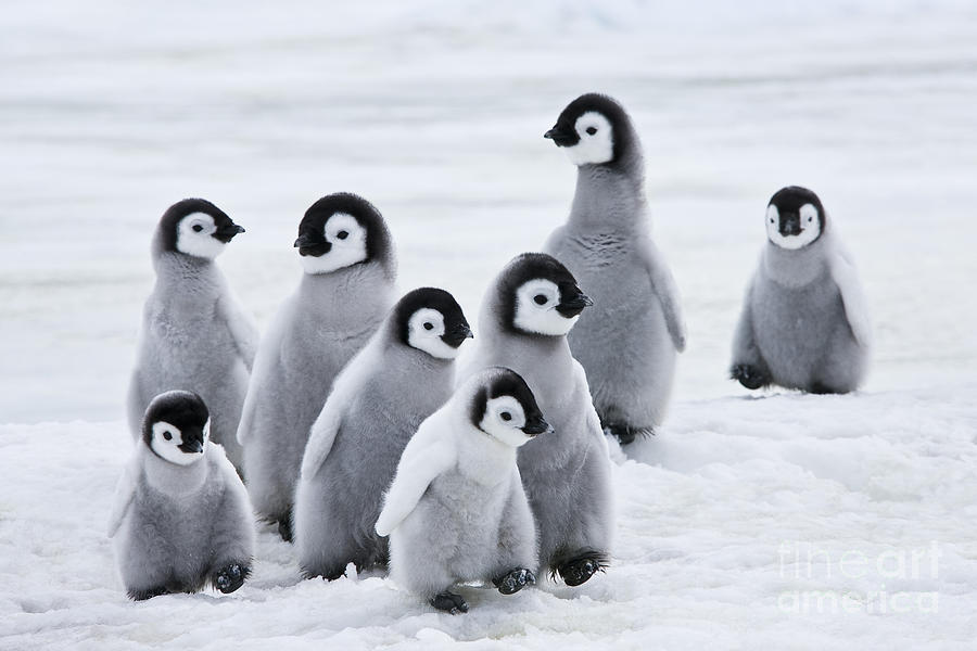 Des scientifiques disent que des milliers de poussins de manchots empereurs de l'Antarctique ont été exterminés