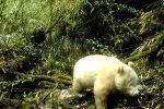 Un panda albinos a été photographié dans une réserve naturelle chinoise 50 Un panda albinos a été photographié dans une réserve naturelle chinoise