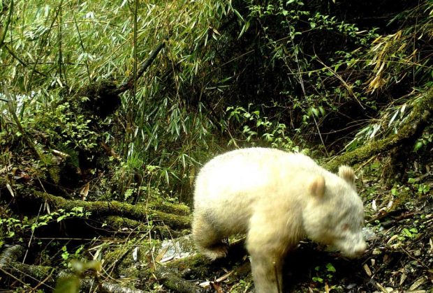 Un panda albinos a été photographié dans une réserve naturelle chinoise 48 Un panda albinos a été photographié dans une réserve naturelle chinoise