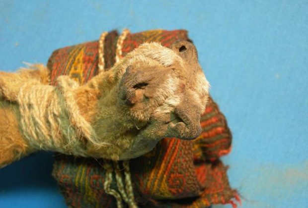 Des traces de drogues retrouvées dans une boîte rituelle sud-américain vieux de 1000 ans 53 Des traces de drogues retrouvées dans une boîte rituelle sud-américain vieux de 1000 ans