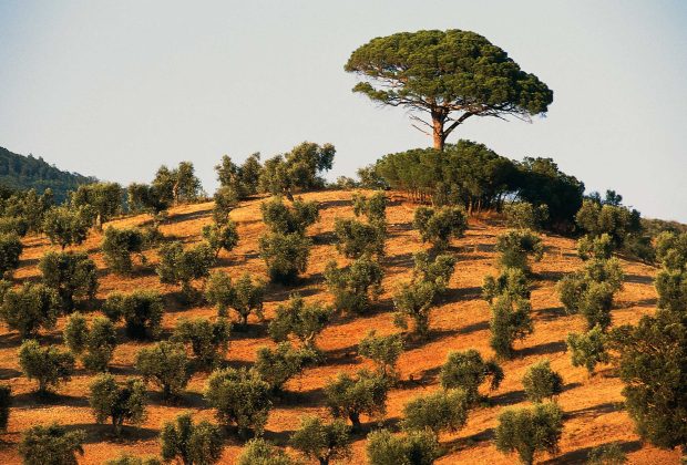 La crise de l'olivier en Italie s'intensifie à mesure de la propagation d'une maladie mortelle pour les arbres 54 La crise de l'olivier en Italie s'intensifie à mesure de la propagation d'une maladie mortelle pour les arbres