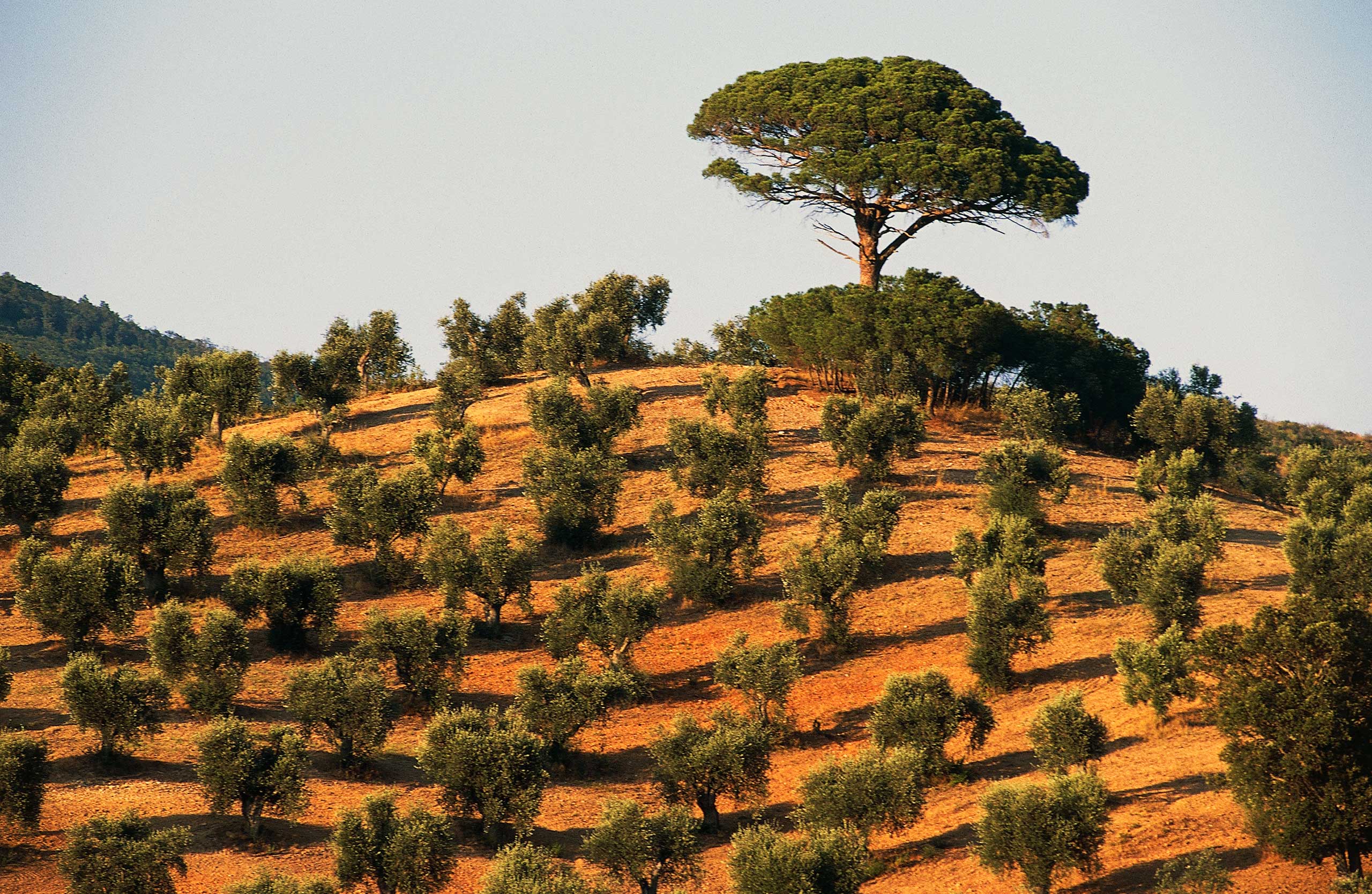 La crise de l'olivier en Italie s'intensifie à mesure de la propagation d'une maladie mortelle pour les arbres