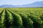 La Californie interdit un pesticide largement utilisé et lié à des lésions cérébrales chez les enfants 56 La Californie interdit un pesticide largement utilisé et lié à des lésions cérébrales chez les enfants