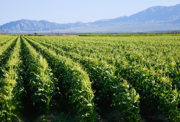 La Californie interdit un pesticide largement utilisé et lié à des lésions cérébrales chez les enfants 60 La Californie interdit un pesticide largement utilisé et lié à des lésions cérébrales chez les enfants