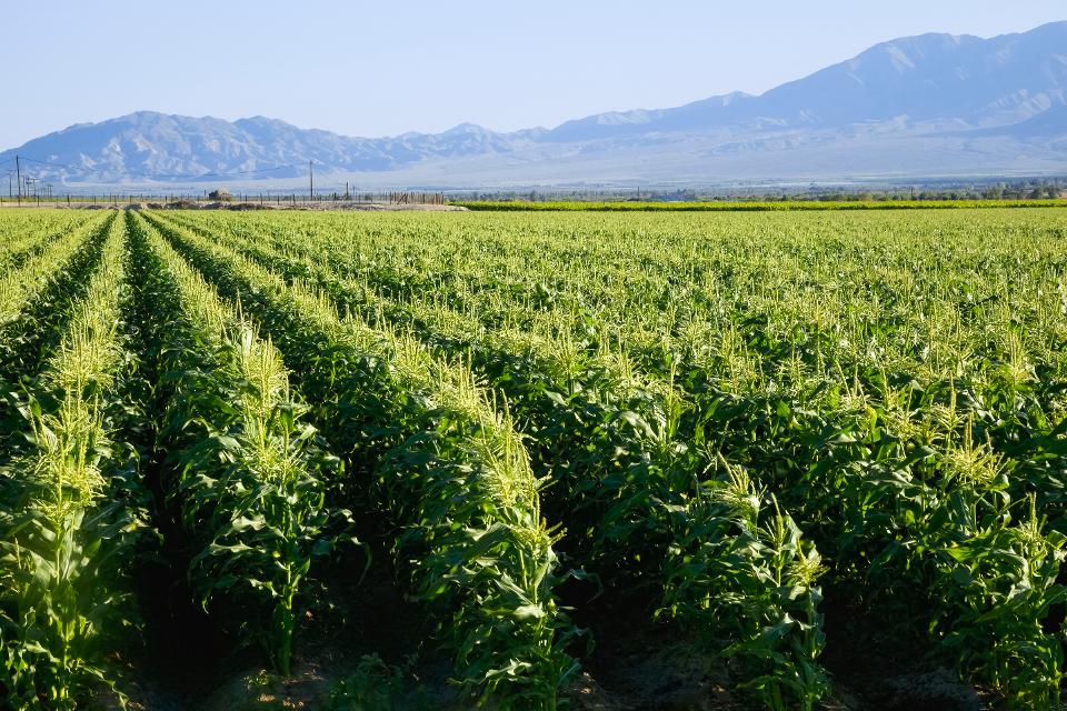 La Californie interdit un pesticide largement utilisé et lié à des lésions cérébrales chez les enfants