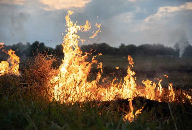 L'Union européenne a décidé d'interdire l'importation de marchandises qui contribuent à la destruction des forêts 49 fire steppe grass is burning destroying everything its path