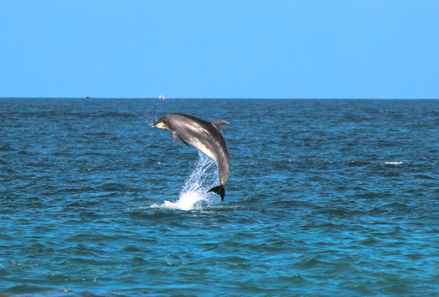 La France interdit temporairement la pêche dans le golfe de Gascogne pour protéger les dauphins. 53 dolphin france ban