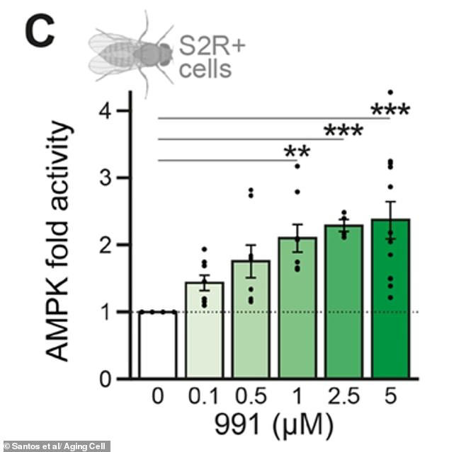 The drug, called 991, works by triggering a protein called AMPK that governs energy levels in the body