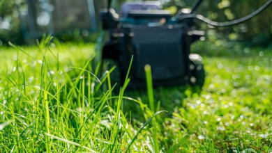 Quand effectuer la dernière tonte de la pelouse avant l’hiver ? La période idéale à ne pas manquer 36 AA2dnZRb